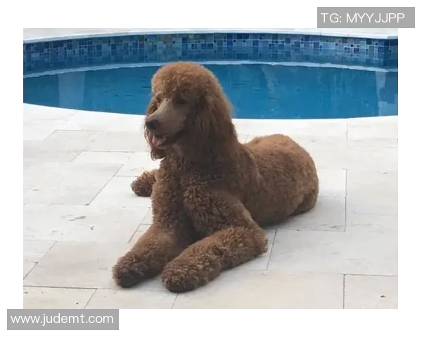 足球明星发型全景展示从经典到时尚的完美演绎与潮流趋势解析